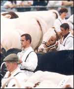 Livestock at The Royal Show