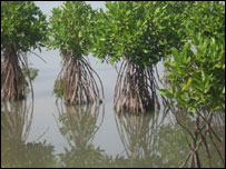 Mangroves in Sri Lanka