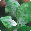 Powdery mildew