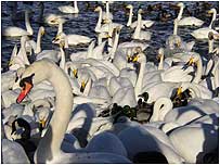 Swans feeding