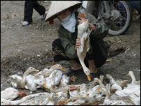 Mua bán gia cầm ở Việt Nam