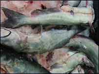 Cá basa bán trên thị trường