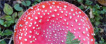 Red mushroom, Moscow