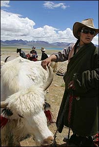 Yak