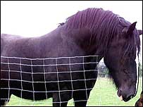 Shire horse