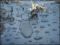 Dầu trên bãi biển Hội An, hình của thính giả Hồ Tấn Vũ