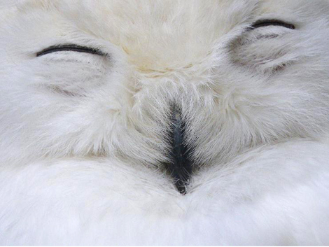 Snowy owl, Japan