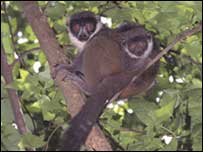Lêmures (foto: David Haring/Duke University, Durham, Carolina do Norte)