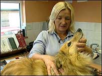 Chiropractice on dog