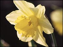 A daffodil