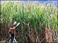 Plantação de cana