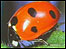 Ladybird