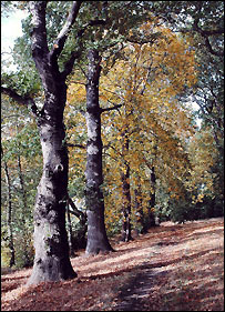 Shipley Country Park