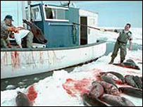 A caça de focas já chocou o mundo