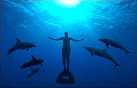 Freediver swimming with dolphins in the filming of expose documentary, The Cove