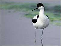 Avocet by Chris Gomersall