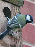 Great Tit by Richard Burkmar