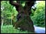 Wiltshire's Ancient Trees