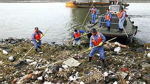 打捞黄浦江死猪