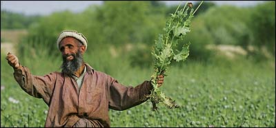 شادمانی يک کشاورز افغان در يک مزرعه خشخاش در افغانستان