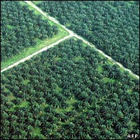 biyoyakıt bitkileri üretimi