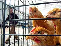 آنفلوانزای مرغی