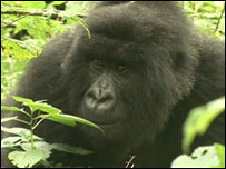 Gorila ameaçado de extinção