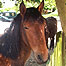 Woodlands Index (Image: New Forest Pony)