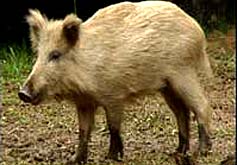 Wild boar