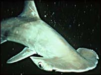 हैमरहेड शार्क