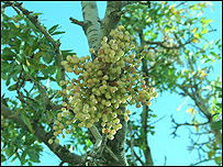 باغ های پسته