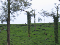 काली मिर्च की खेती