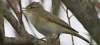 Willow Warbler, copyright owned by Blueskybirds.co.uk.