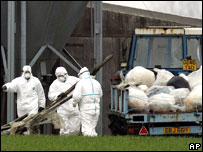 Tiêu hủy gà tây ở Anh