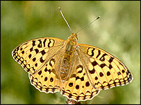 Метелик з крильцями