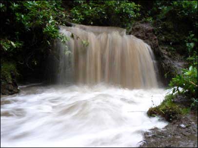 Dowles Brook Bewdley by Gary Maynor