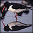 Estuaries (Image: Oystercatcher)