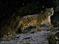 Steve Winter, EUA - Wildlife Photographer of the Year is owned by the Natural History Museum and BBC Wildlife Magazine