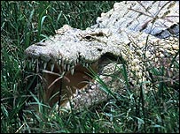 Crocodilo