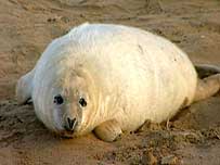 Seal pup