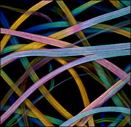 Lloyd Donaldson, Centro de Pesquisas de Biomateriais da Próxima Geração, Nova Zelândia (Foto: Cortesia do Concurso Nikon Small World)