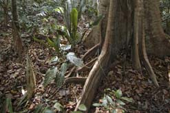Belum Forest, in the northern part of Peninsular Malaysia