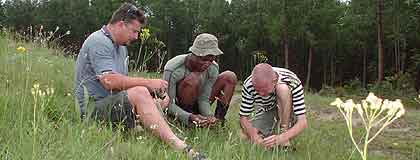 Erich van Wyk, Livu Nkuna and Robert Klein of the S.African Millennium Seed Bank Project , collecting Hypoxis.