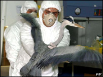 Veterinários italianos tomam amostras de ave para verificar presença do vírus da gripe aviária