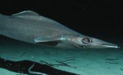 A deep sea shark