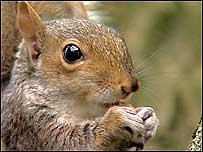 Grey Squirrel