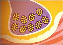 A synapse: Omega 3s may make it easier for signals to cross the gap between brain cells.