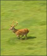 A deer running in the countryside