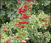 Hawthorn berries