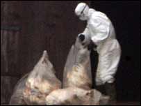 Tẩy trùng một điểm bị phát hiện nhiễm cúm gia cầm